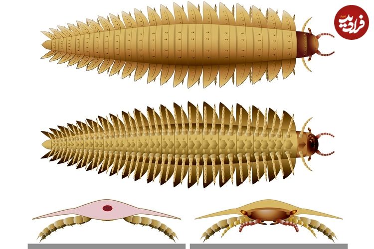 هزارپای 300 میلیون ساله‌ای که به اندازۀ یک «خودرو» بوده است