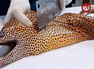 ببینید| غذای خیابانی در ویتنام؛ برش و پخت غذا با مارماهی مورای در هانوی