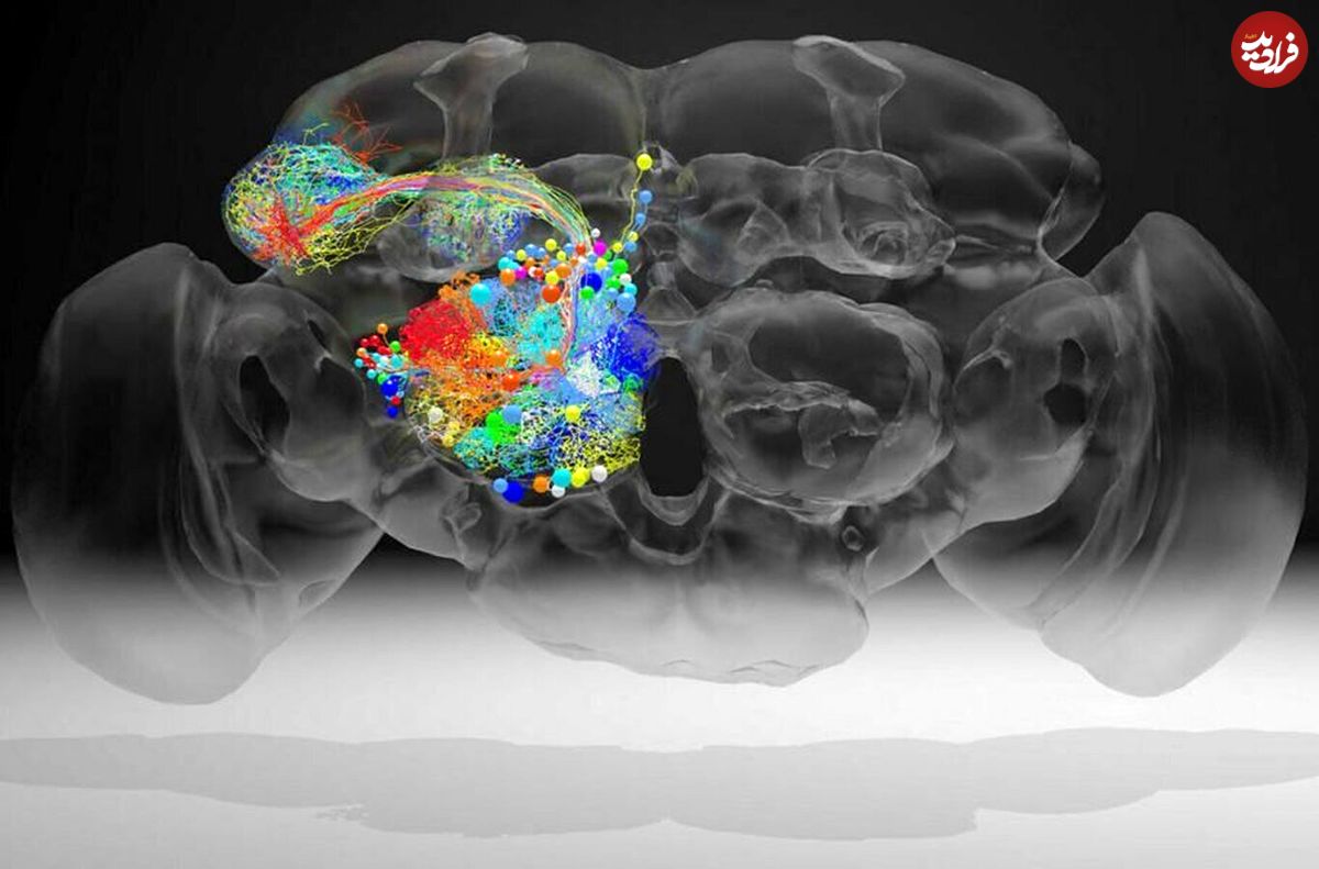 دانشمندان پیچیده‌ترین نقشه از اتصالات عصبی مغز حشرات را ایجاد کردند