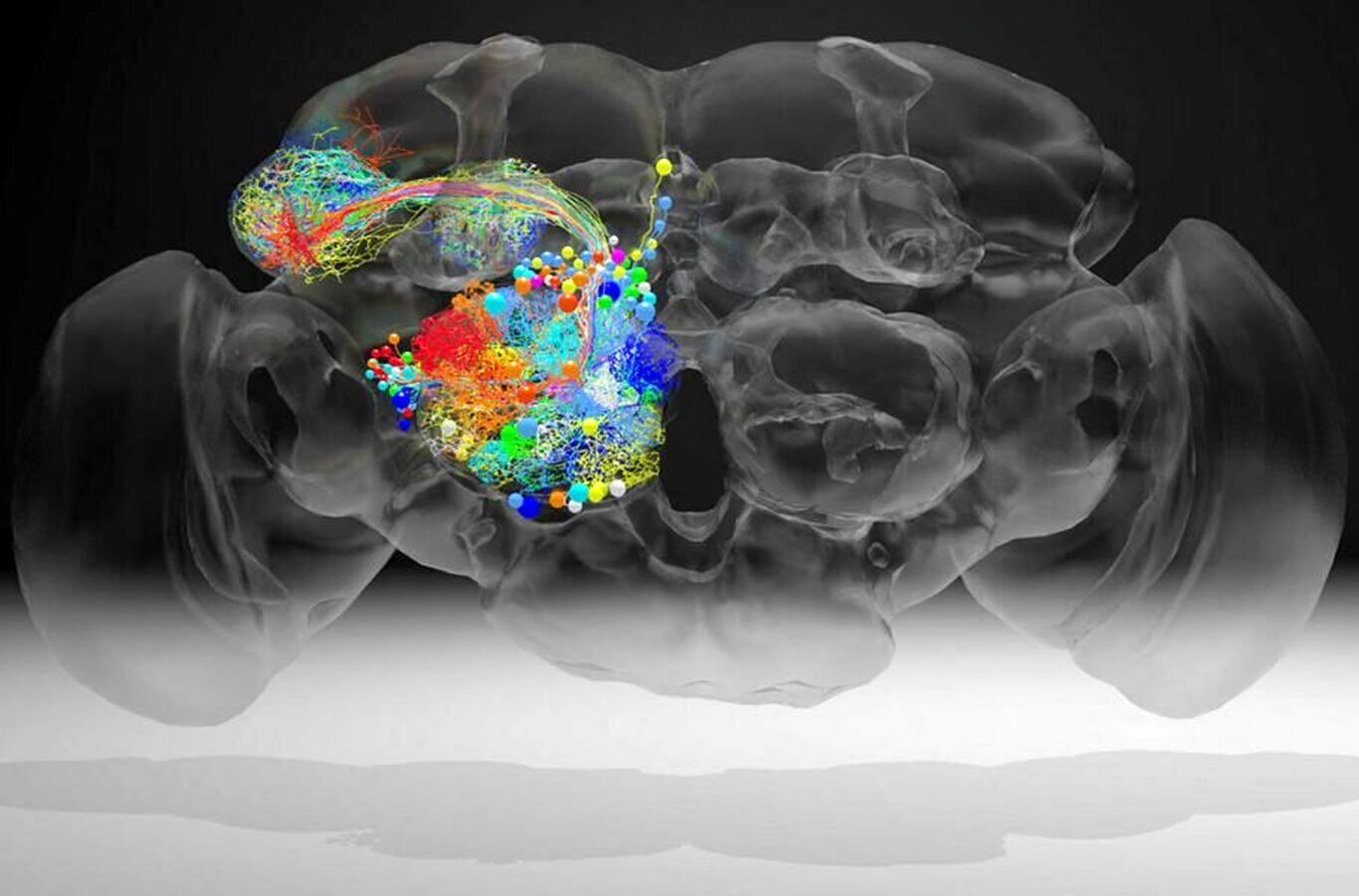دانشمندان پیچیده‌ترین نقشه از اتصالات عصبی مغز حشرات را ایجاد کردند