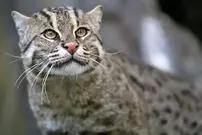 (ویدئو) سیلی دیدنی و با نمک گربه وحشی به مار