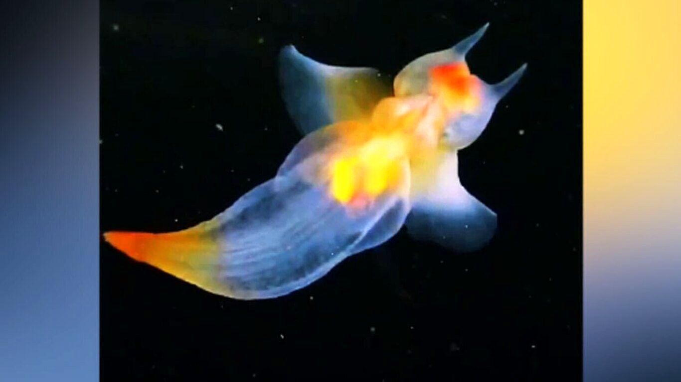 (عکس) نمایی نزدیک از فرشته دریایی، موجودی بی نهایت زیبا و خیال‌انگیز