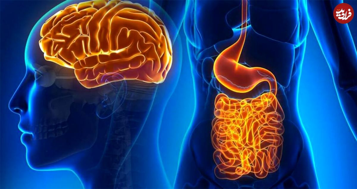 مغز اول انسان در سر است یا روده؟