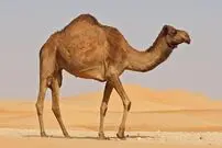 (ویدئو) حالت سقوط عجیب و دردناک یک شتر
