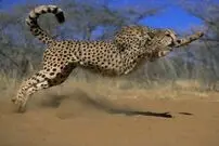(ویدئو) سرعت خارق‌العاده یوزپلنگ هنگام شکار