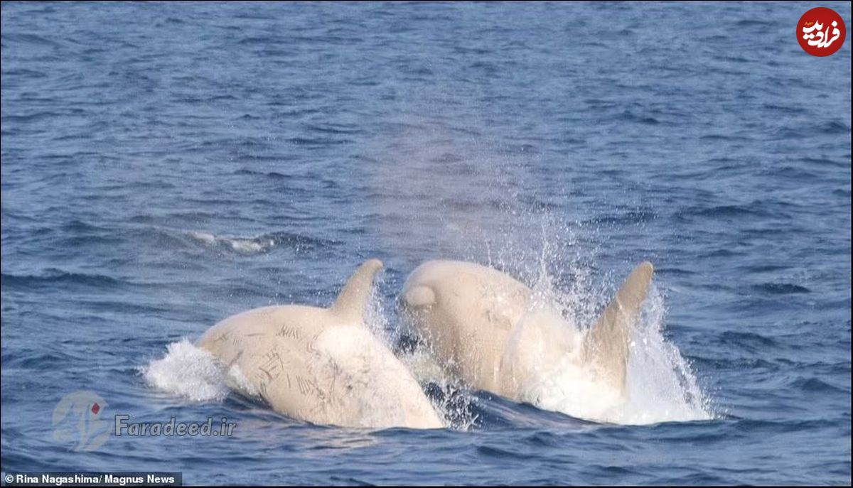 تصاویر/ مشاهده نهنگ‌های سفید نادر در آب‌های ژاپن