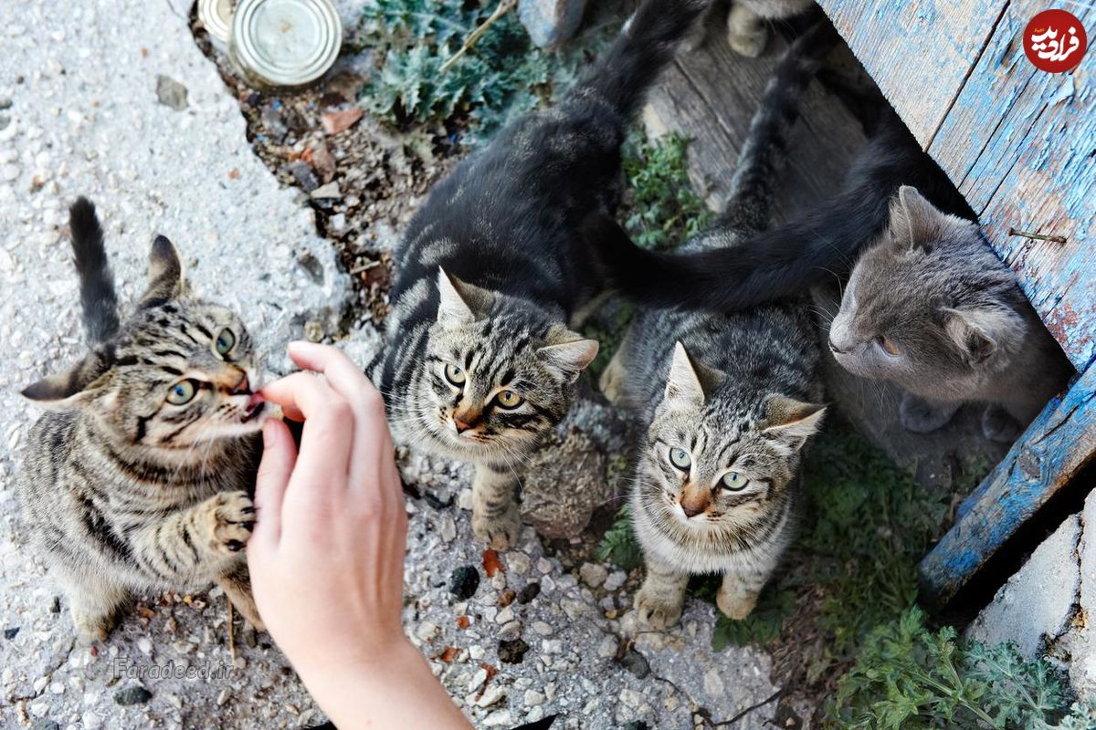 چگونه باید با گربه های خیابانی و حیوانات شهری برخورد کنیم؟
