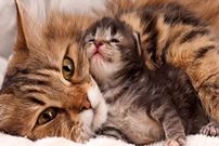 (ویدیو) حمله گربه مادر برای نجات فرزندش از دندان های سگ