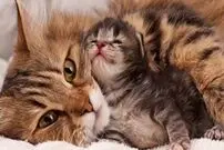 (ویدیو) حمله گربه مادر برای نجات فرزندش از دندان های سگ