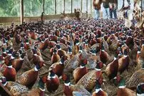 (ویدئو) فرآیند پرورش و پردازش هزاران قرقاول گران قیمت