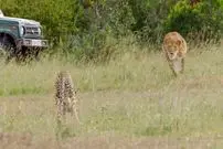 ببینید| مقاومت جانانه یوزپلنگ در برابر حمله شیر گرسنه