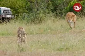 ببینید| مقاومت جانانه یوزپلنگ در برابر حمله شیر گرسنه