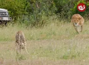 ببینید| مقاومت جانانه یوزپلنگ در برابر حمله شیر گرسنه