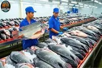 ببینید| نگاهی به مراحل پرورش، نگهداری و فرآوری ماهی تیلاپیا در چین