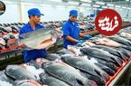 ببینید| نگاهی به مراحل پرورش، نگهداری و فرآوری ماهی تیلاپیا در چین