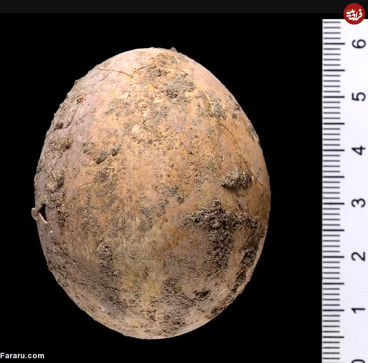 کشف تخم مرغ هزار ساله