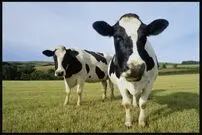 (تصاویر) با این ۱۰ حیوان باهوش روی زمین آشنا شوید