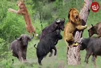 (ویدئو) بوفالوی خشمگین، وحشت به جان چهار شیر جوان انداخت!