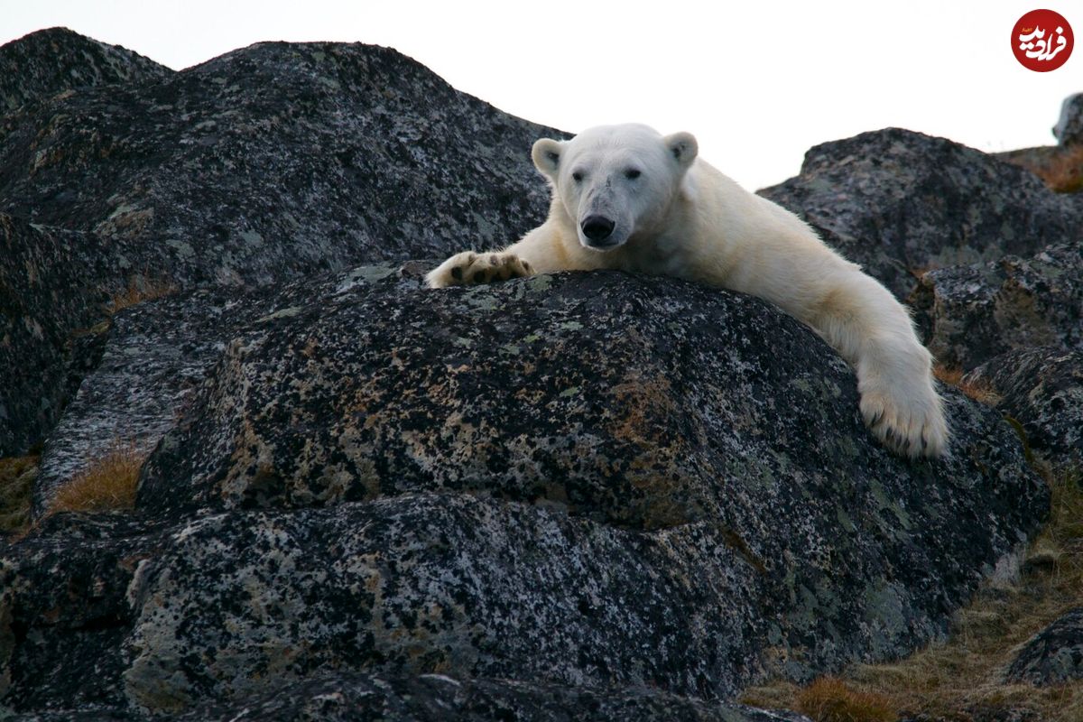 (ویدئو) وقتی خرس قطبی برای شکار از صخره‌ها بالا می‌رود