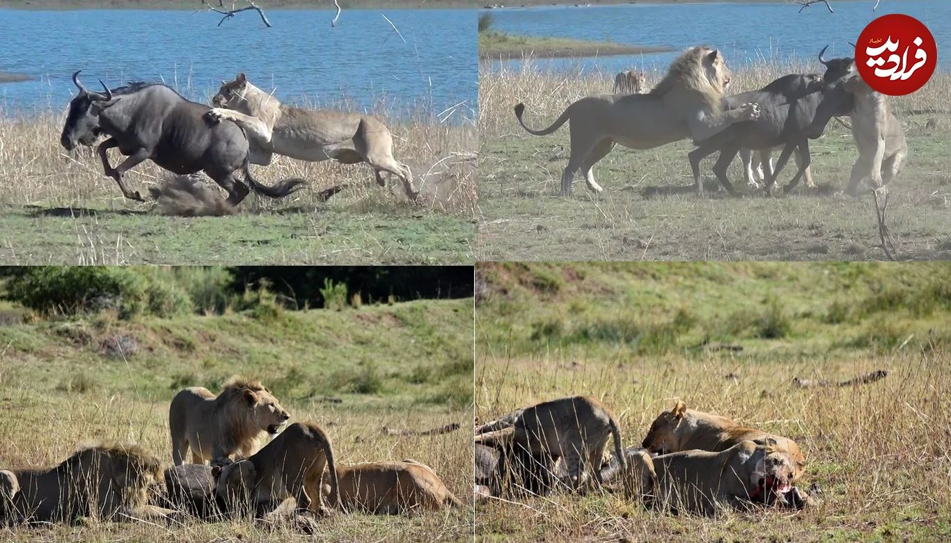 (ویدئو) شیرها گوزن یالدار را کشته و جنین‌اش را بیرون کشیدند!