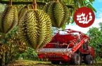 ببینید؛ چگونه کشاورزان تایلندی هزاران تن دوریان را برداشت می کنند؟