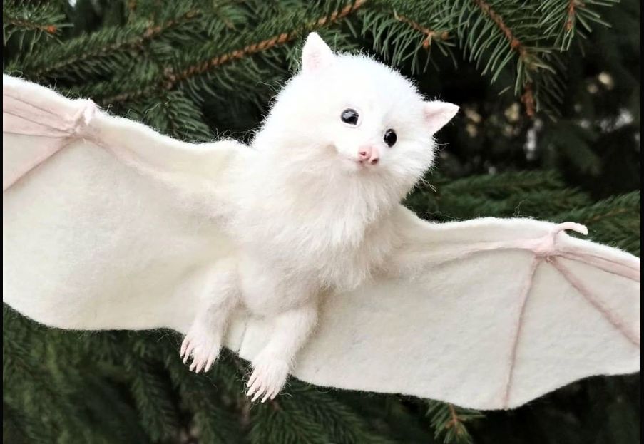 (عکس) این خفاش بامزه، سفید است!