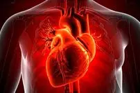 کشف شواهد جدید از قدرت خود-بازسازی قلب
