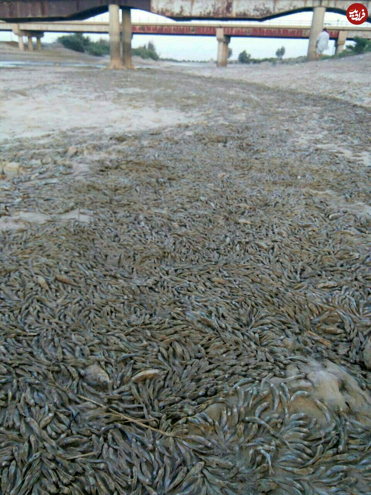 عکس/ مرگ ماهی ها به دلیل خشکسالی در سیستان و بلوچستان