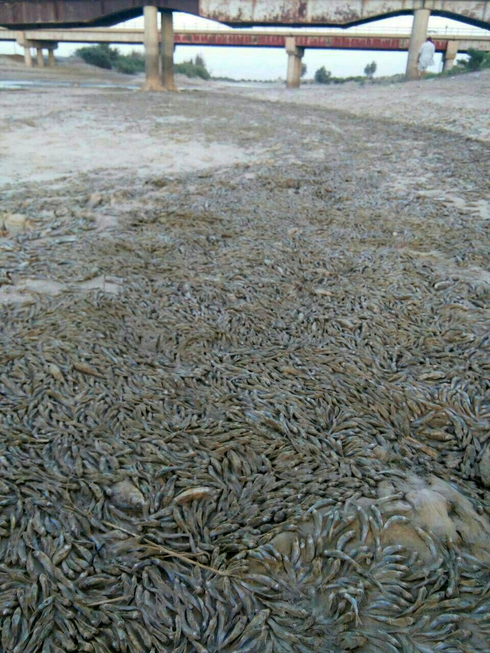 عکس/ مرگ ماهی ها به دلیل خشکسالی در سیستان و بلوچستان