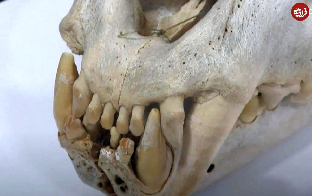 (ویدئو) نمایش استخوان‌های شیر‌های باستانی اطلس