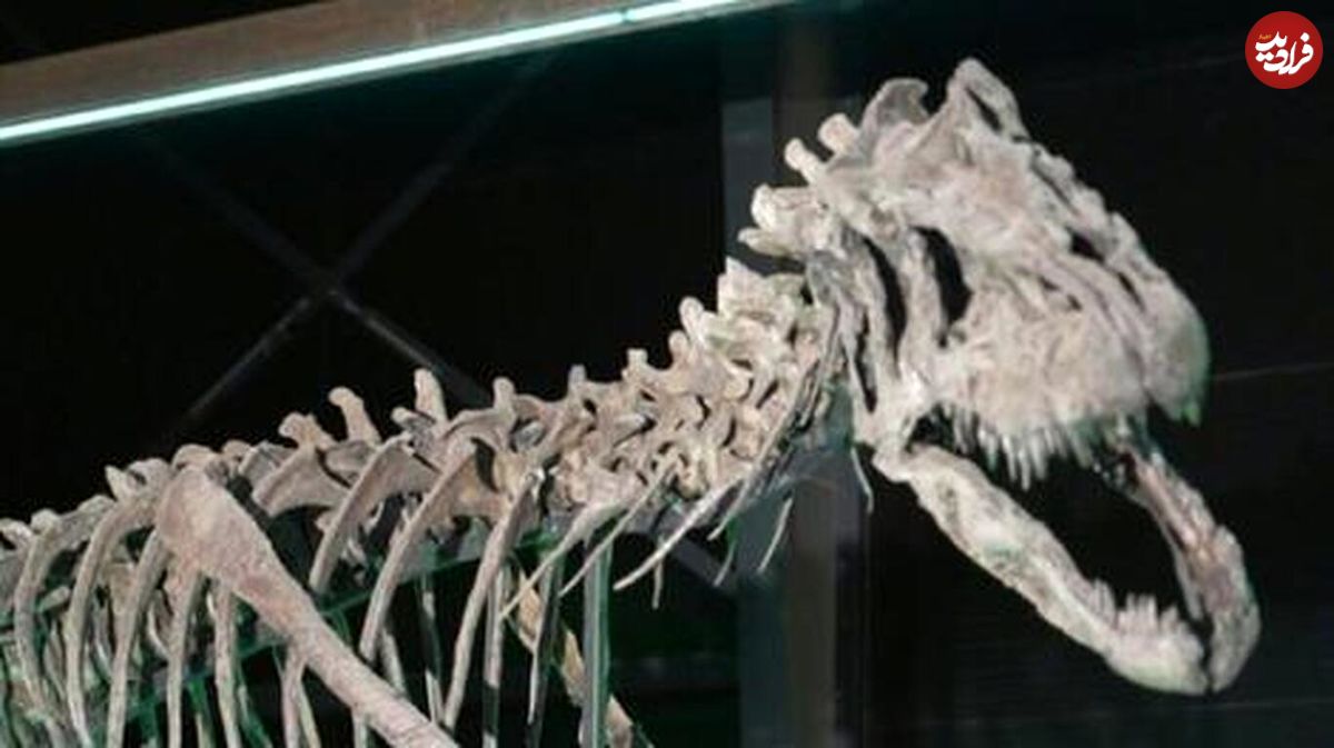 (ویدئو) جدیدترین اسکلت دایناسور در دانمارک؛ این دایناسور از گونه‌ای نادر است
