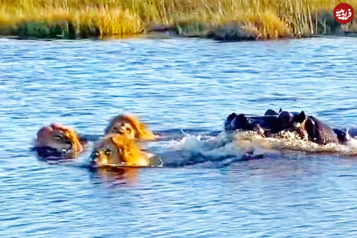 (ویدئو) حمله هولناک اسب آبی به سه شیر نر هنگام عبور از رودخانه!