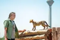 (ویدئو) حقوق عجیب و ناچیز برای نگهداری از پیروز یوزپلنگ ایرانی