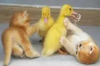 (ویدئو) بوکس و مشت‌زنی جالب گربه و اردک