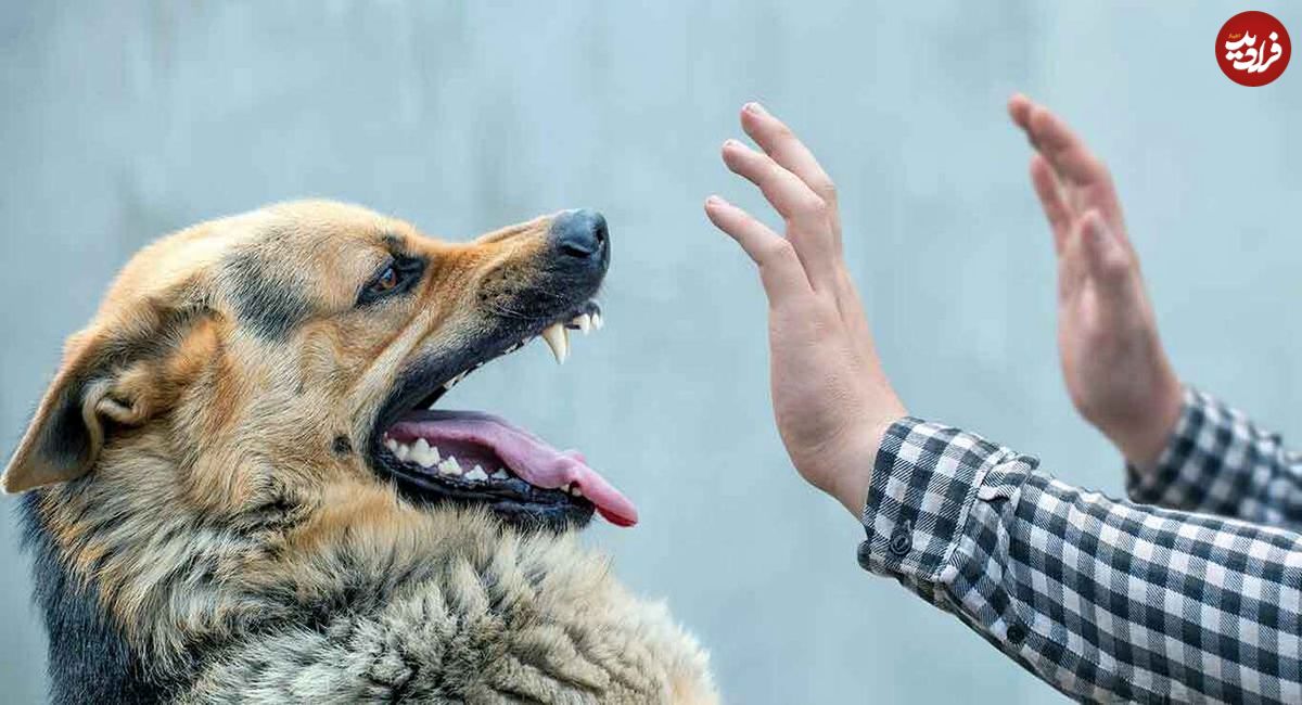 اینفوگرافیک/ هنگام حمله سگها چه کنیم؟