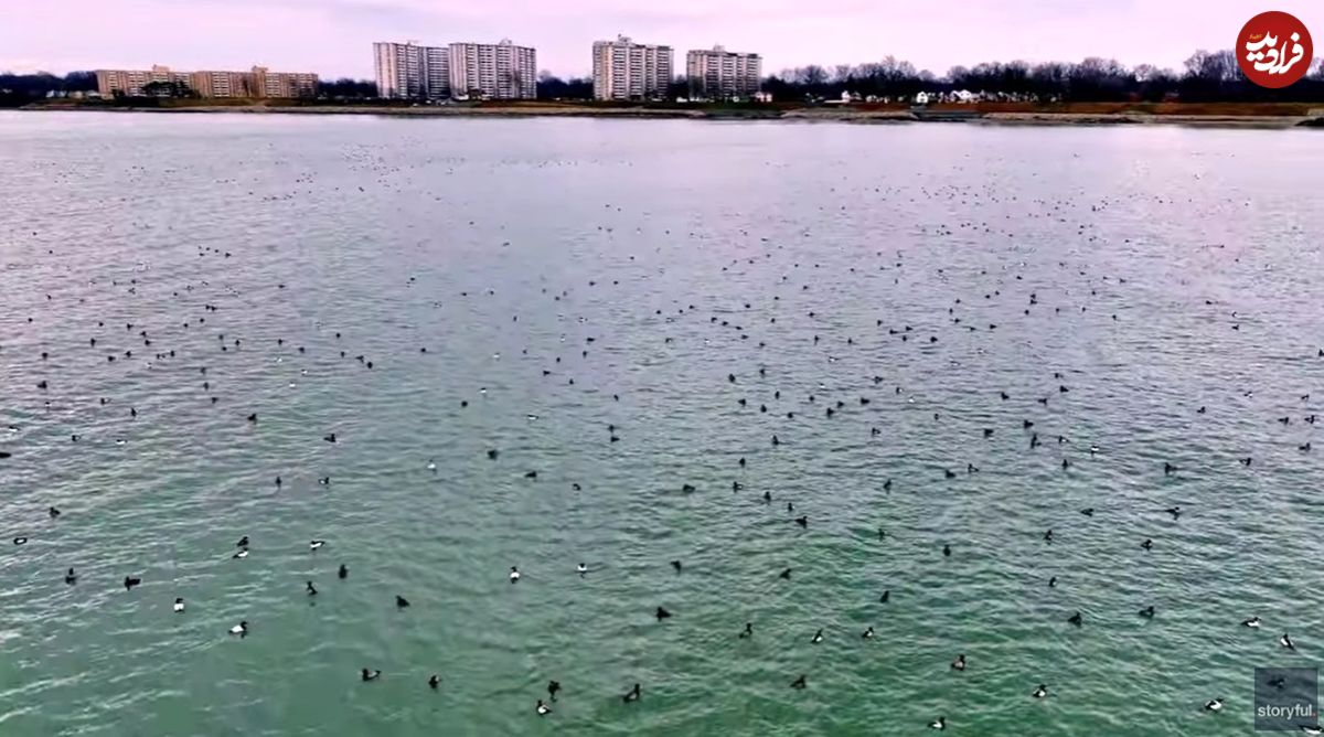 (ویدئو) تصاویر تماشایی از هزاران پرنده بر سطح دریاچه ایری