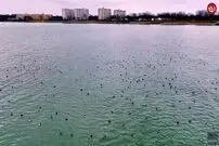 (ویدئو) تصاویر تماشایی از هزاران پرنده بر سطح دریاچه ایری