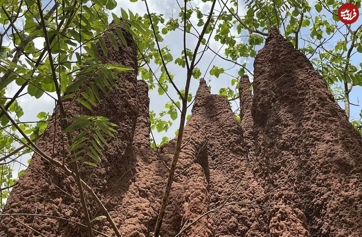 (تصاویر) لانه‌های عجیب و ۵ متری موریانه‌ها