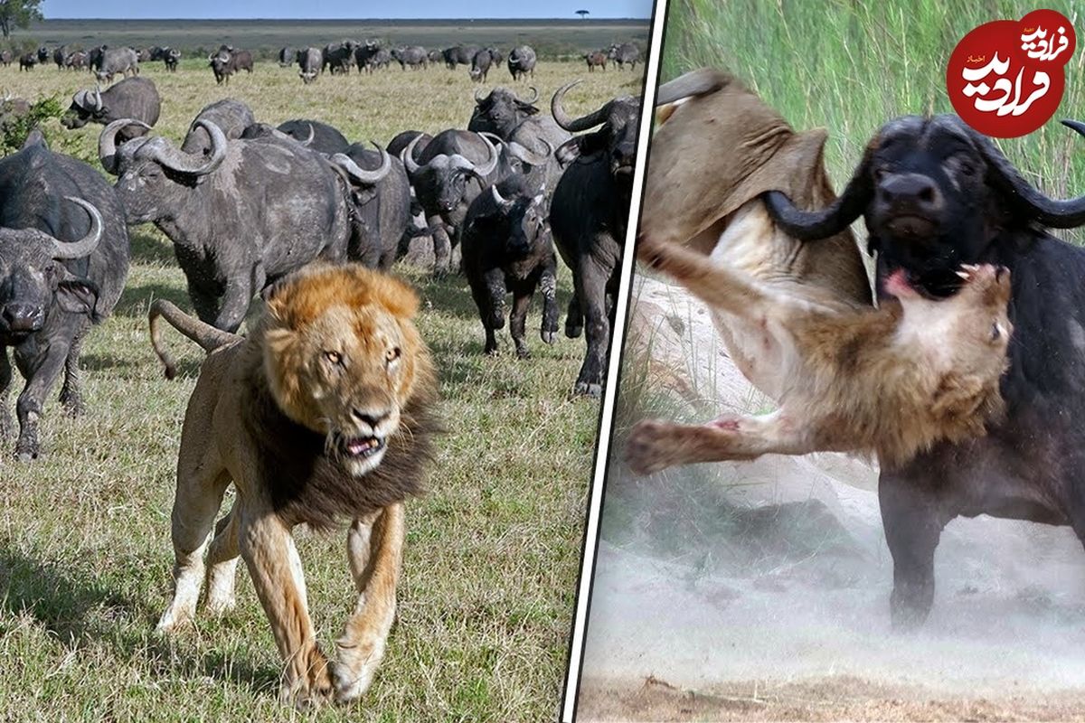 (ویدئو) اشتباه مهلک شیرها در برابر بوفالو، جان‌شان را به خطر انداخت!