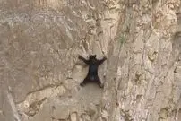 (ویدئو) صخره نوردی عجیب و خطرناک خرس‌ها
