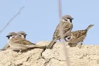 ایران بیش از ۱۰ گونه گنجشک دارد