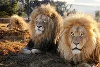 (ویدئو) سقوط طنزآمیز شیر نر از روی درخت به خاطر دزدیدن لاشه!