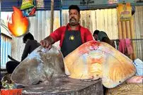 ببینید| مهارت ماهی فروش هندی در برش زدن سفره ماهی در کنار خیابان