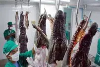 (ویدئو) ببینید آمریکایی ها چگونه تمساح ها را پس از پرورش، برش و فرآوری می کنند