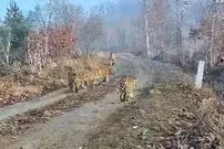 ببینید| برای نخستین بار در جهان؛ تولد پنج توله سالم ببر سیبری