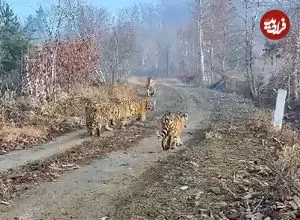 ببینید| برای نخستین بار در جهان؛ تولد پنج توله سالم ببر سیبری