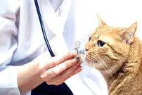 تاثیر گرانی دلار بر حراج گربه‌های خانگی