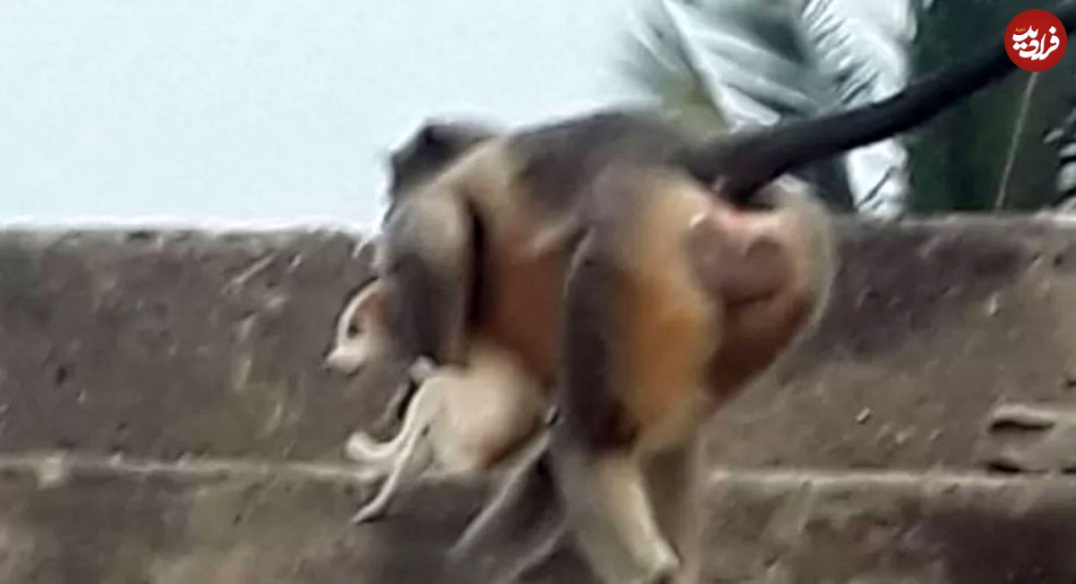 آیا میمون‌ها واقعا ۲۰۰ توله سگ را در هند کشتند؟