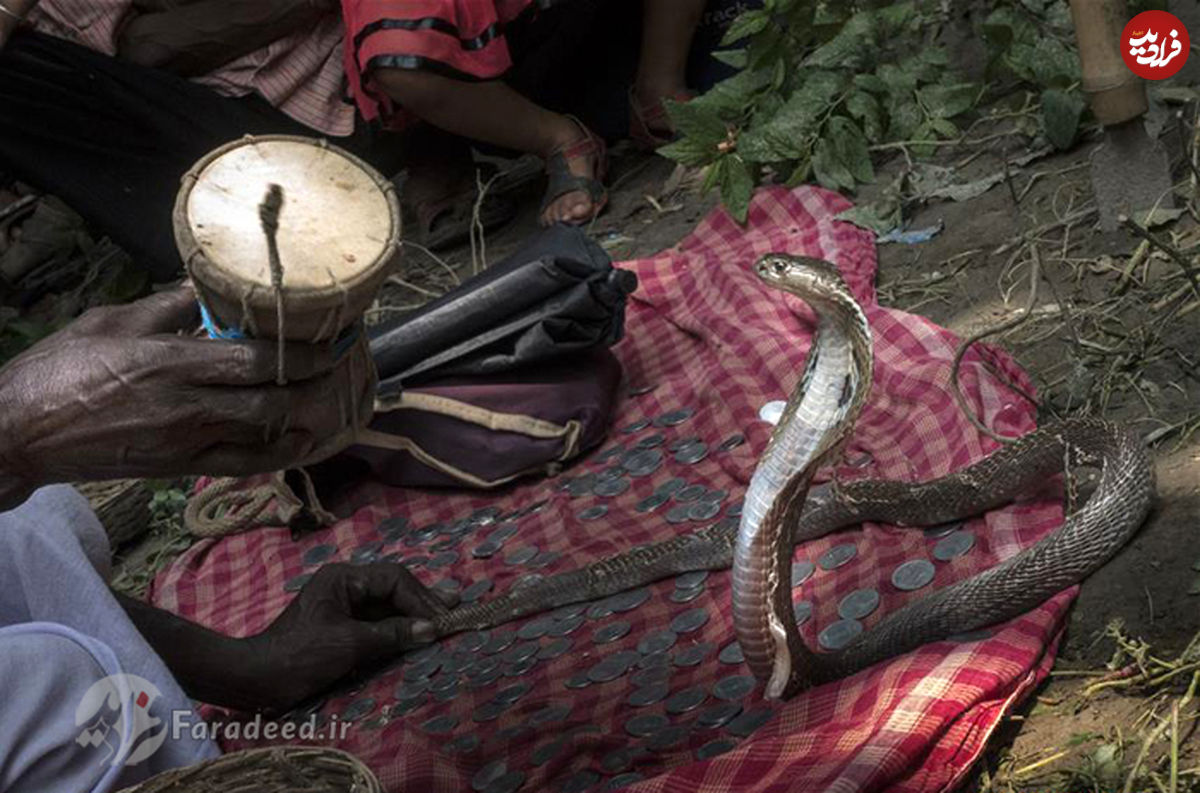 تصاویر/ جشنواره "الهه مار" در هند