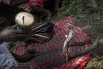 تصاویر/ جشنواره "الهه مار" در هند